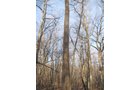 Property photo 1 - 44 Acres Offered in 3 Tracts